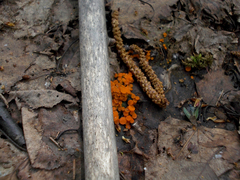 Byssonectria terrestris