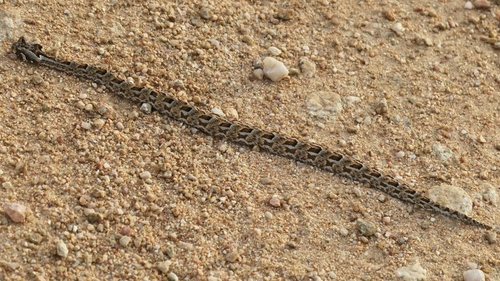 Bitis cornuta