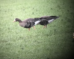 Anser albifrons flavirostris