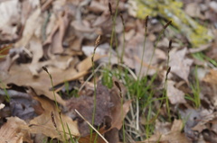 Carex pensylvanica