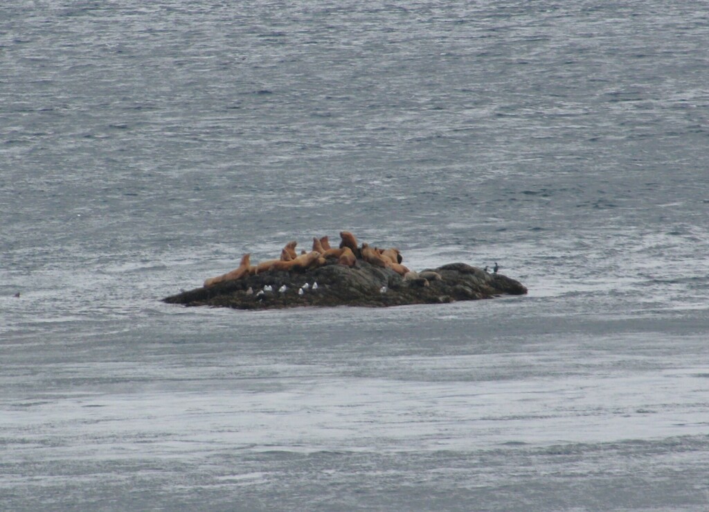 Pacific Harbor Seal from Mount Waddington, BC, Canada on September 26