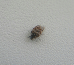 Anthrenus verbasci