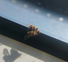 Anthrenus verbasci