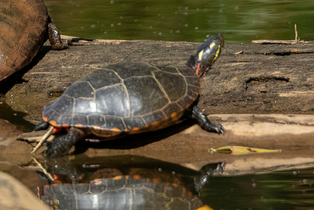 Painted Turtle from 3071 Lawrenceville Hwy, Tucker, GA 30084 on October ...