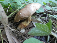 Austroboletus
