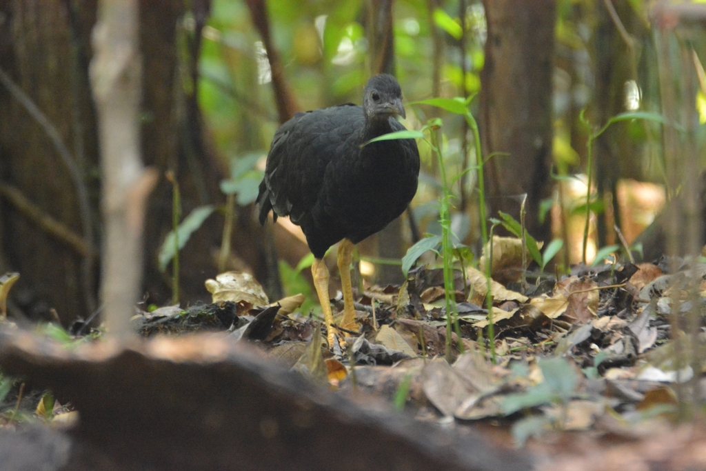 Black-Billed Brush-Turkey