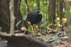 Black-Billed Brush-Turkey photo 1
