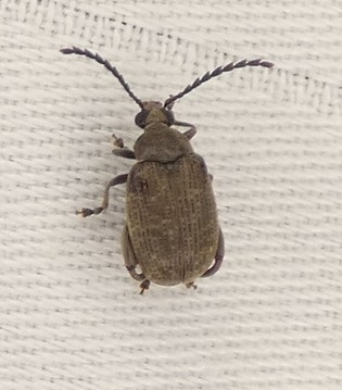 Palm Seed Weevil photo 2