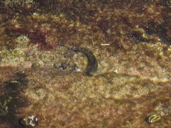 Istiblennius edentulus