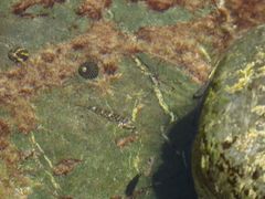 Bathygobius cocosensis