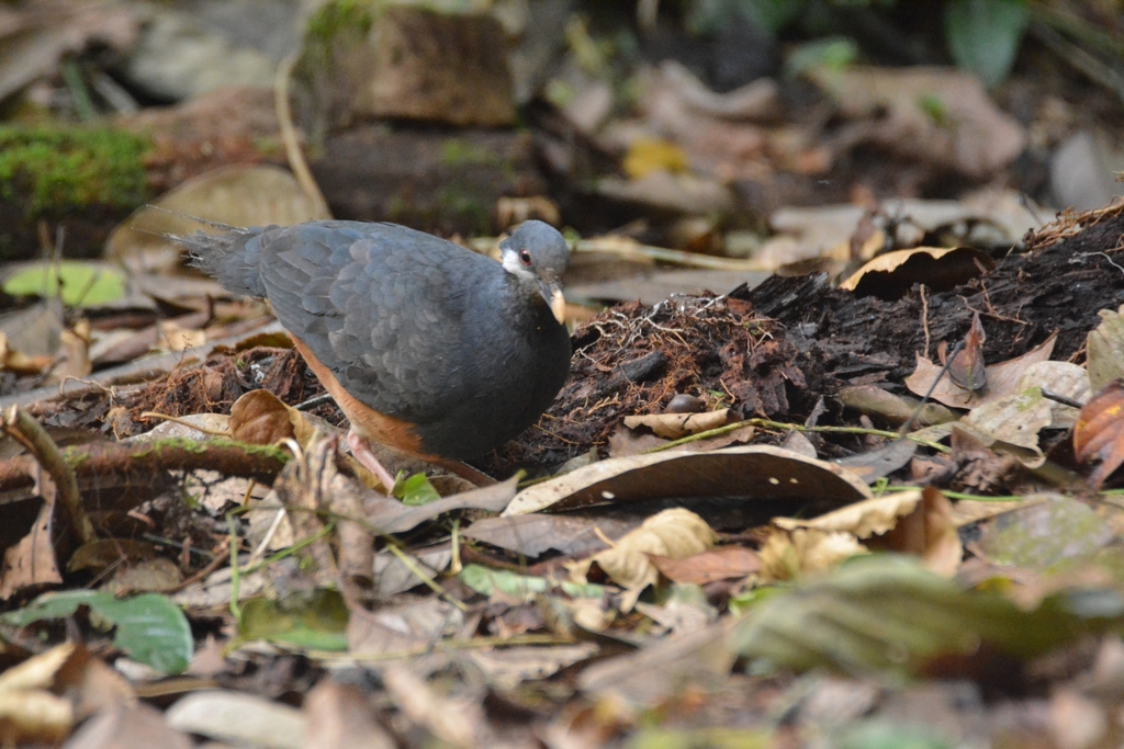 Thick-Billed Ground-Pigeon