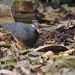 Thick-billed Ground-Pigeon - Photo (c) Aponk Al'z Rusdy, some rights reserved (CC BY-NC), uploaded by Aponk Al'z Rusdy