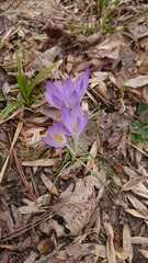 Crocus