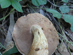 Austroboletus