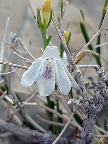 Warnock's water-willow (Justicia warnockii)