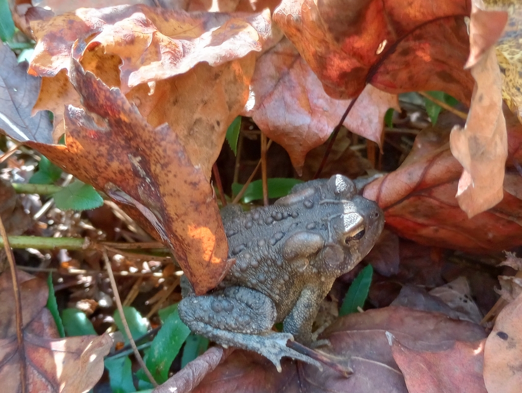 American Toad from Raleigh, NC 27607, USA on October 29, 2023 at 11:49 ...