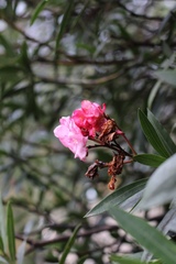 Nerium oleander