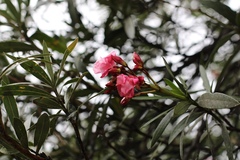 Nerium oleander