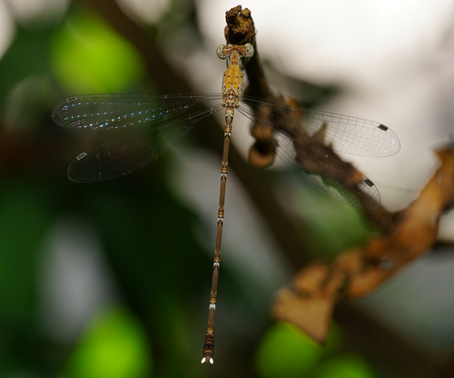 Green-eyed Spreadwing