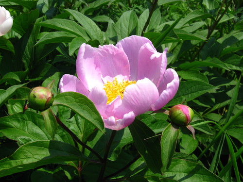 Chinese peony