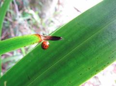 Coelophora bowringii