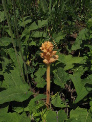 Orobanche alba