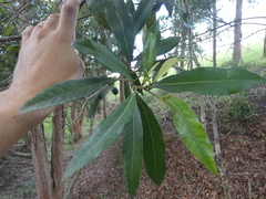 Elaeocarpus reticulatus