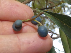 Elaeocarpus reticulatus