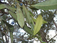 Elaeocarpus reticulatus