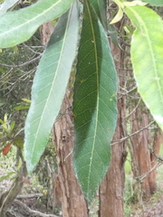 Elaeocarpus reticulatus