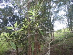 Elaeocarpus reticulatus