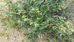 Mirabilis laevis retrorsa