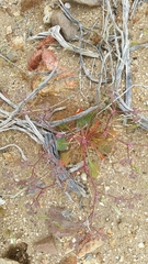 Chorizanthe fimbriata