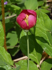 Paeonia obovata