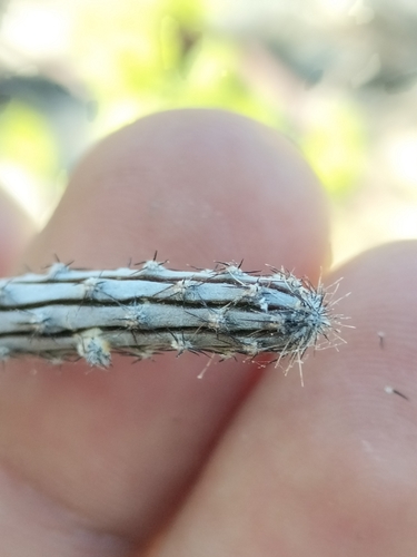 Image of Peniocereus striatus by no rights reserved