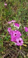 Phlox drummondii