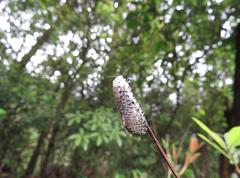 Polyphagozerra coffeae