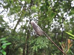 Polyphagozerra coffeae