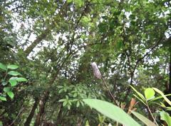 Polyphagozerra coffeae