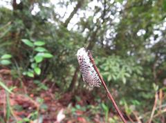 Polyphagozerra coffeae