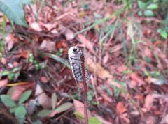 Polyphagozerra coffeae