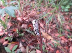 Polyphagozerra coffeae