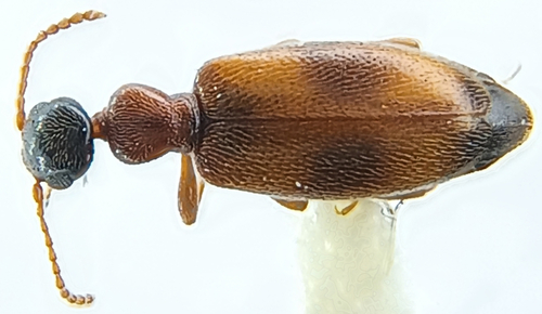 Cyclodinus paiute
