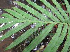 Borysthenes emarginatus