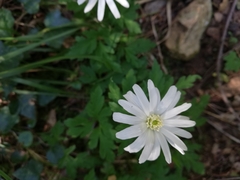 Anemonoides apennina