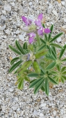 Lupinus concinnus