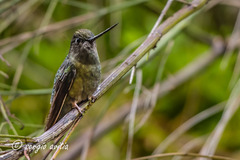 Green-Fronted Lancebill photo 4