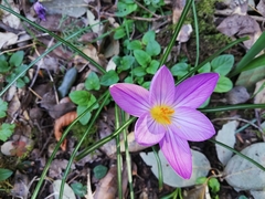 Crocus suaveolens