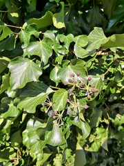 Hedera helix