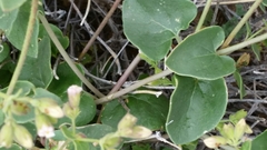 Mirabilis laevis retrorsa